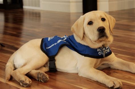 the training for service dog